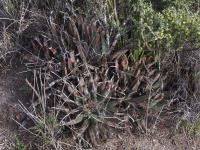 Leuchtenbergia_principis_GM_1650.2.jpg