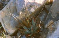 Leuchtenbergia_principis_GM_594.3.jpg