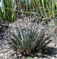 Leuchtenbergia_principis_GM_804.2.jpg