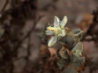 Loasa_fruticosa_GM_1407.4.jpg