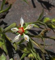 Loasa_pallida_GM_1445.4.jpg