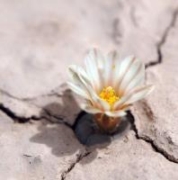 Lophophora_alberto-vojtechii_GM_1619.8.jpg