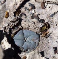 Lophophora_alberto-vojtechii_GM_1624.3.jpg