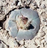 Lophophora_alberto-vojtechii_GM_1624.7.jpg