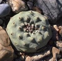 Lophophora_diffusa_GM_1258.22.jpg