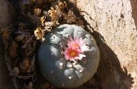 Lophophora_fricii_GM_621.jpg