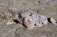 Lophophora_fricii_GM_887.jpg