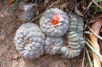 Lophophora_fricii_GM_903.jpg