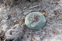 Lophophora_koehresiana,_GM_789.4.jpg