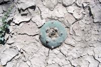 Lophophora_koehresiana._GM_801.jpg
