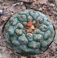 Lophophora_koehresii_GM_1257.12.jpg