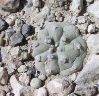 Lophophora_williamsii_GM_1015.7.jpg