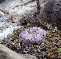 Lophophora_williamsii_GM_1035.7.jpg