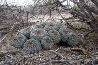 Lophophora_williamsii_GM_1057.1.jpg