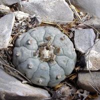 Lophophora_williamsii_GM_1081.jpg