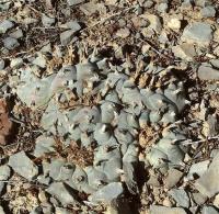 Lophophora_williamsii_GM_1233.13.jpg