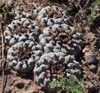 Lophophora_williamsii_GM_1238.9.jpg