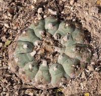 Lophophora_williamsii_GM_1247.jpg