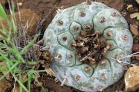 Lophophora_williamsii_GM_1341.2.jpg