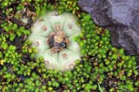 Lophophora_williamsii_GM_1345.7.jpg