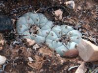Lophophora_williamsii_GM_1620.7.jpg
