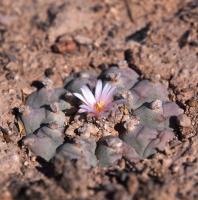 Lophophora_williamsii_GM_1623.4.jpg