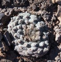 Lophophora_williamsii_GM_1624.10.jpg