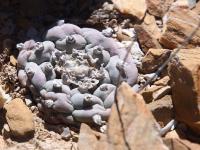 Lophophora_williamsii_GM_1628.1.jpg
