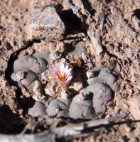 Lophophora_williamsii_GM_1633.3.jpg