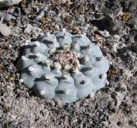 Lophophora_williamsii_GM_214.jpg