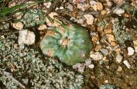 Lophophora_williamsii_GM_597.2.jpg