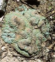 Lophophora_williamsii_GM_634.3.jpg