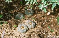 Lophophora_williamsii_GM_640.jpg