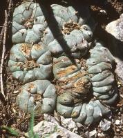 Lophophora_williamsii_GM_662.2.jpg