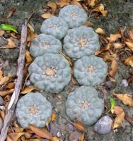 Lophophora_williamsii_GM_821.1.jpg