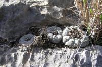 Lophophora_williamsii_GM_855.2.jpg