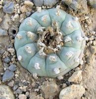 Lophophora_williamsii_GM_880.1.jpg