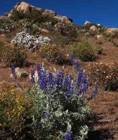 Lupinus_paniculatus_GM_1382.4.jpg