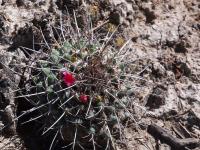 M._centralifera_GM_1670.1.jpg