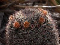 M._grusonii_GM_1491.1.jpg