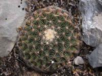 M._heyderi_ssp._hemisphaerica_GM_1507.jpg