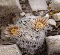 M._lasiacantha_GM_1082.9.jpg