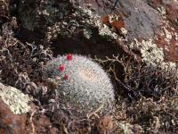 M._leucocentra_GM_1539.2.jpg
