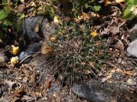M._winteriae_GM_1663.2.jpg