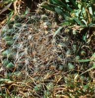 M._zephyranthoides_GM_724.jpg