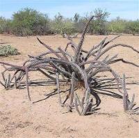 Machaerocereus_gummosus_GM_977.1.jpg