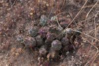 Maihueniopsis_conoidea_GM_1376.26.jpg