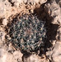 Mammillaria_aff._grusonii_GM_1619.1.jpg