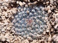 Mammillaria_aff._grusonii_GM_1619.7.jpg