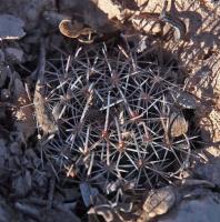 Mammillaria_aff._grusonii_GM_1630.jpg
